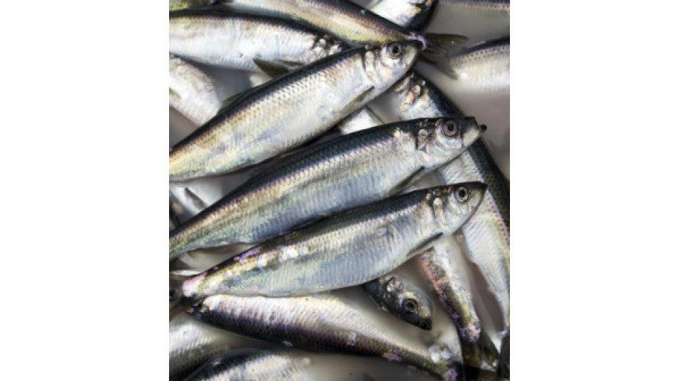 Herring - whole - 2 lb bag