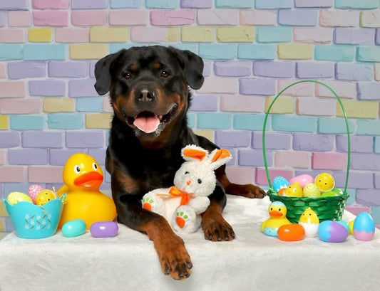 Easter charity photoshoot raised $1000 !!!