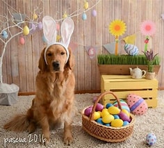 Easter Charity (Parachutes For Pets) Photoshoot Saturday April 12