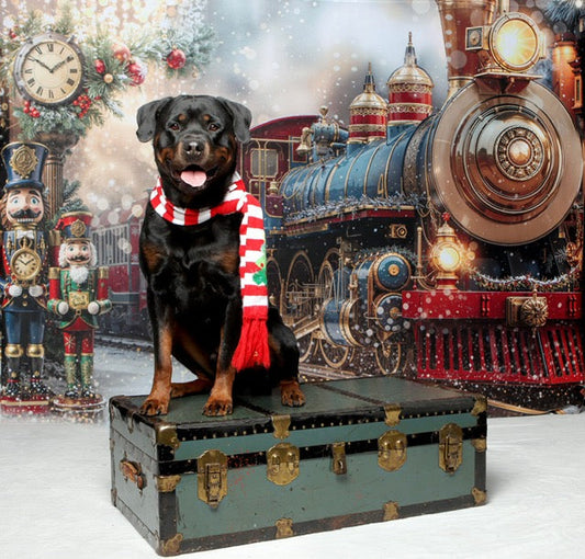 More Christmas PhotoShoots Saturday Dec 13 and Sunday Dec 14! (and Out of Town Delivery information)