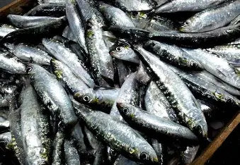 CASE SALE- 19.8 lb box of frozen whole sardines (12x1.65lb bags)-20% off individual bag price